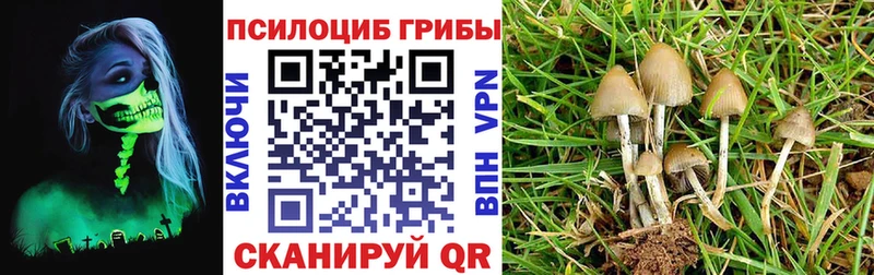 Псилоцибиновые грибы Psilocybe  магазин    Новоалександровск 